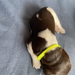 Arya1